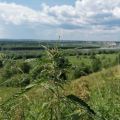 Lunina