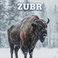ZUBR