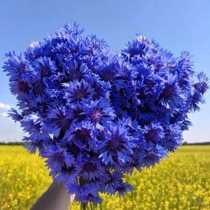 ✿ ВАСИЛЬКИ ✿