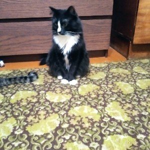 Ты непокорной дикой кошкой