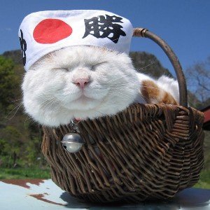 Призыв Его Кошачества ( japanese ver )