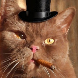 Котик