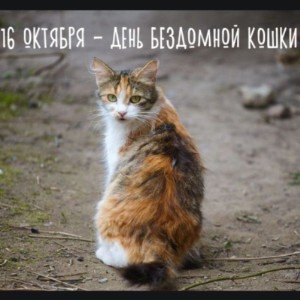 Бездомная кошка.