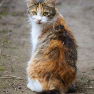 Бездомная кошка. ( Автор неизвестен)