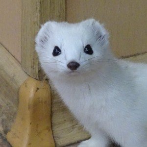 Кеша 1.4 детская песенка