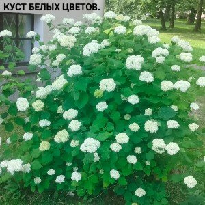 Куст белых цветов.