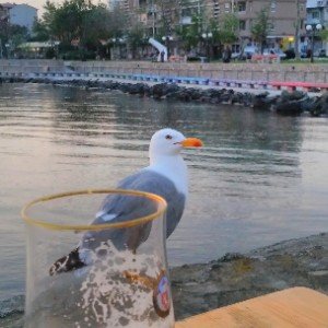 Был мышонок стал тюлень