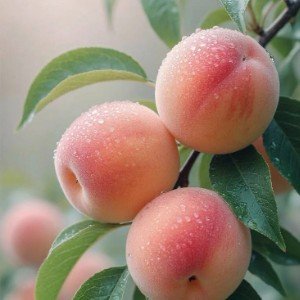 桃花落尽待君归(китайская версия)