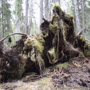 Выскеть — исповедь корней