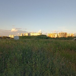 Ольха