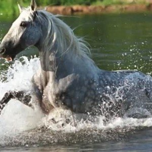 Цыганский конь