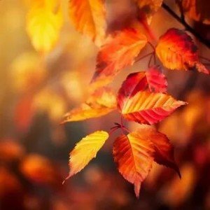 Сентябрь без повода 🍁
