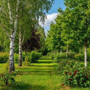 Я в саду тебя встретил  🌿романс