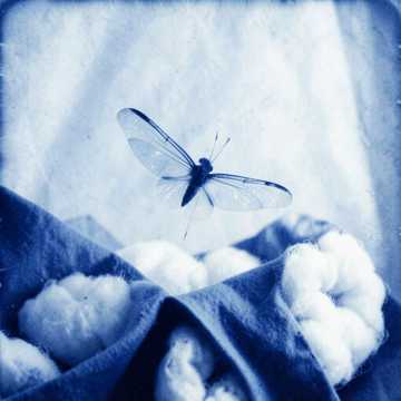 Комар.- Rinka