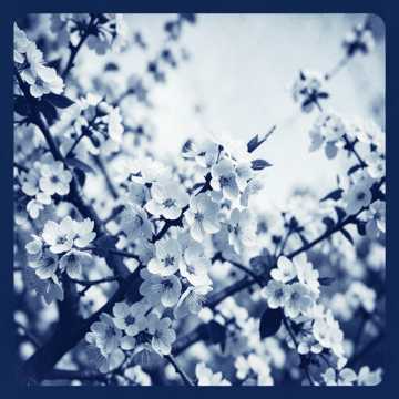 Blossoms