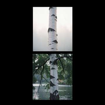 Белая берёза