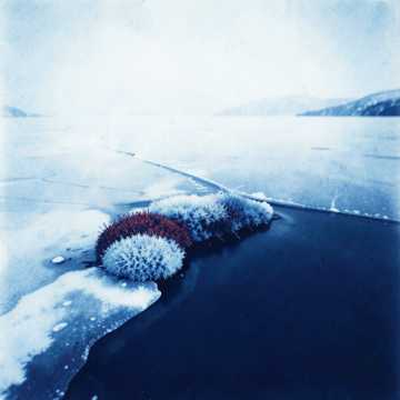 Der Lyngen Blomstrer