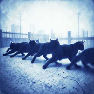 Кошачья Братва (Рейд на рыбака)