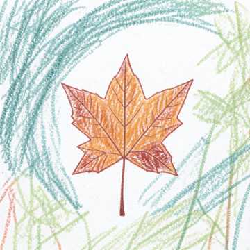 Maple#1