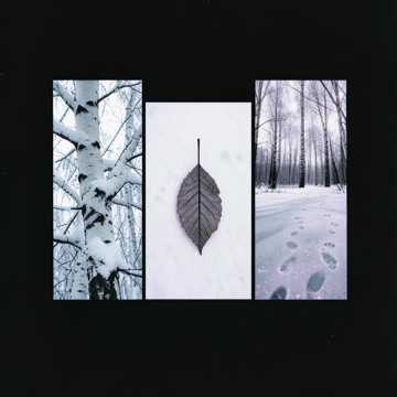 Плакучие берёзы(remastering)