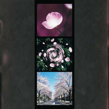 Cherry Blossom Love