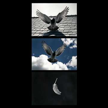 Голубь за голубкою. - Rinka