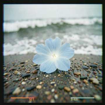 Незабудки и море. - Rinka