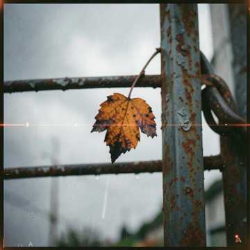 Golden Scars