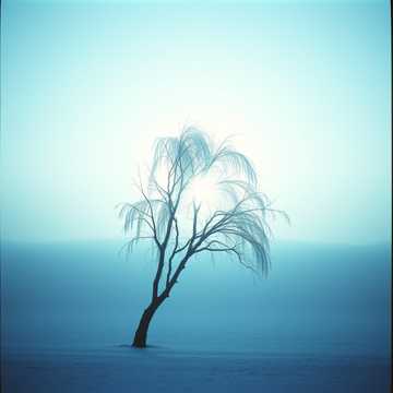 Frozen Willow Dream